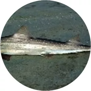 Speckled smooth-hound - Sharks