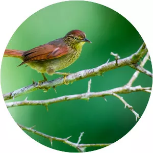 Speckled spinetail - Bird