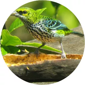 Speckled tanager