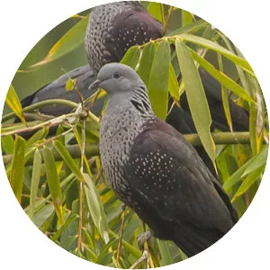 Speckled wood pigeon