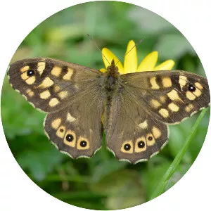 Speckled wood