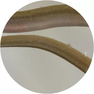 Speckled worm eel