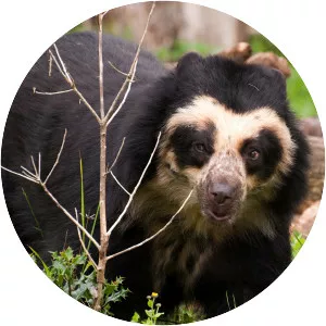 Spectacled bear