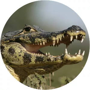 Spectacled caiman