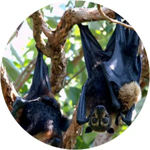 Spectacled flying fox