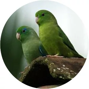Spectacled parrotlet - Bird