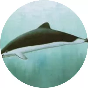 Spectacled porpoise - Animal