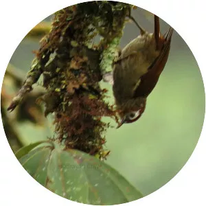 Spectacled prickletail