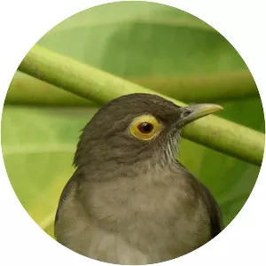 Spectacled thrush - Bird