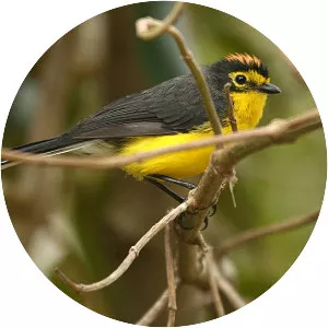 Spectacled whitestart - Bird