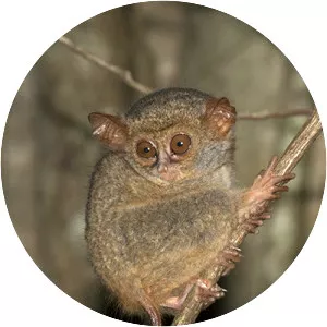Spectral tarsier - Primate