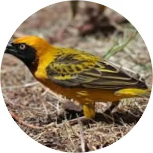 Speke's weaver