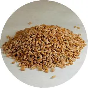 Spelt - 