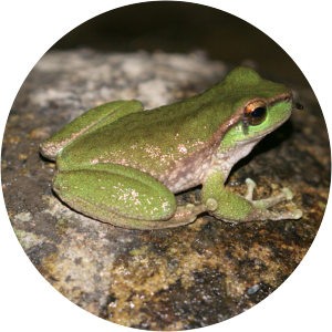 Spencer's river tree frog