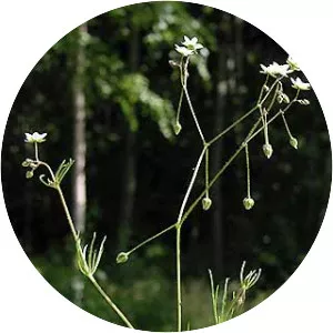 Spergula arvensis