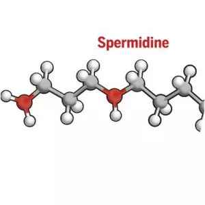 Spermidine - Chemical compound