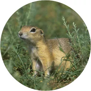 Spermophilus