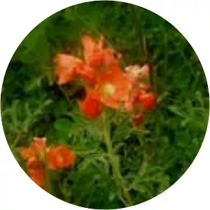 Sphaeralcea coccinea