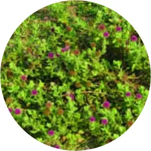 Sphaeranthus indicus