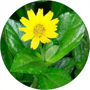 Sphagneticola trilobata