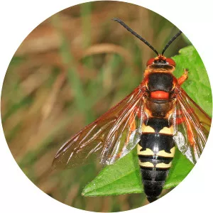 Sphecius speciosus