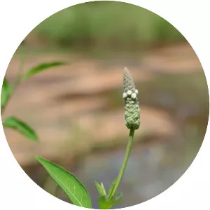 Sphenoclea zeylanica - 