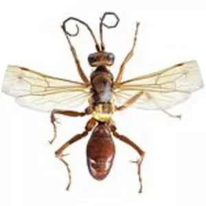 Sphictostethus nitidus