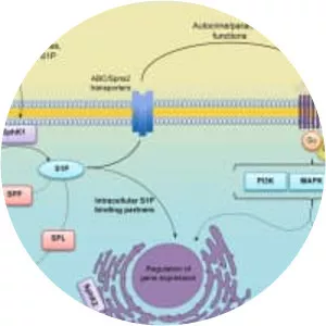 Sphingosine-1-phosphate - 