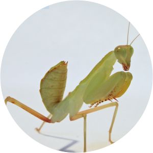 Sphodromantis lineola