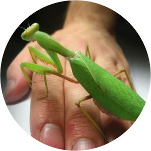 Sphodromantis
