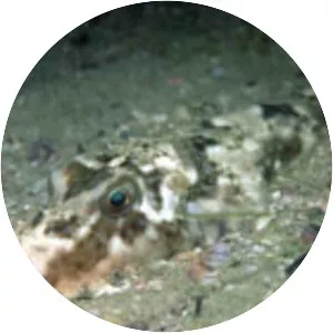 Sphoeroides greeleyi - 