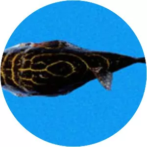 Sphoeroides rosenblatti