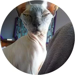 Sphynx cat