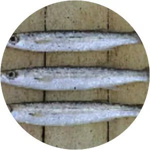 Sphyraena chrysotaenia - 