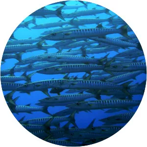 Sphyraena putnamae - 