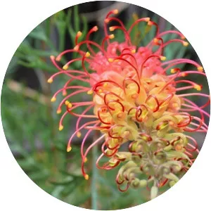 Spider flower - Plants