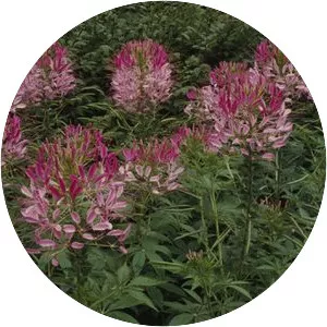 Spider flowers - Plants