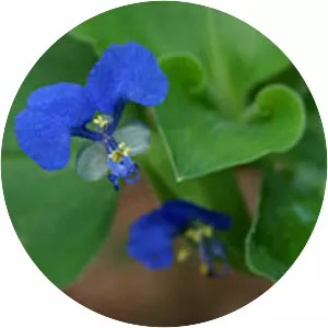 Spiderworts - Plants