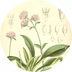 Spikenard