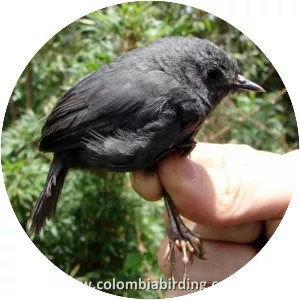 Spillmann's tapaculo - Bird