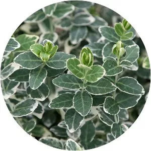 Spindle tree - Plants