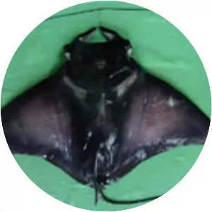 Spinetail mobula - Fish