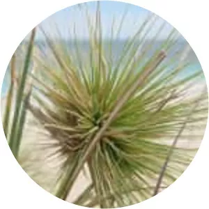 Spinifex longifolius