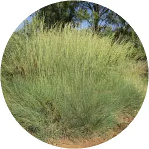Spinifex