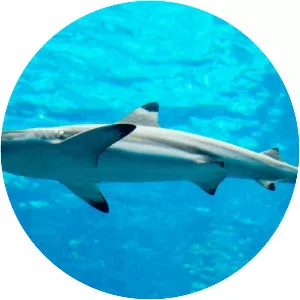 Spinner shark