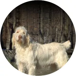 Spinone Italiano