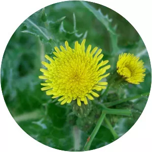 Spiny sowthistle