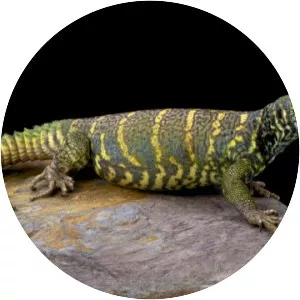 Spiny-tailed lizards