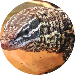 Spiny-tailed monitor