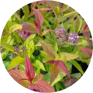 Spiraea bumalda